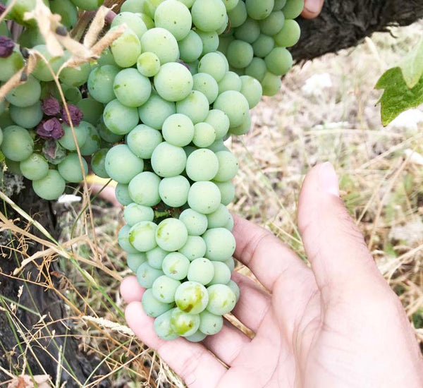 Les vins JUD le meilleur du vin bio biodynamique et nature